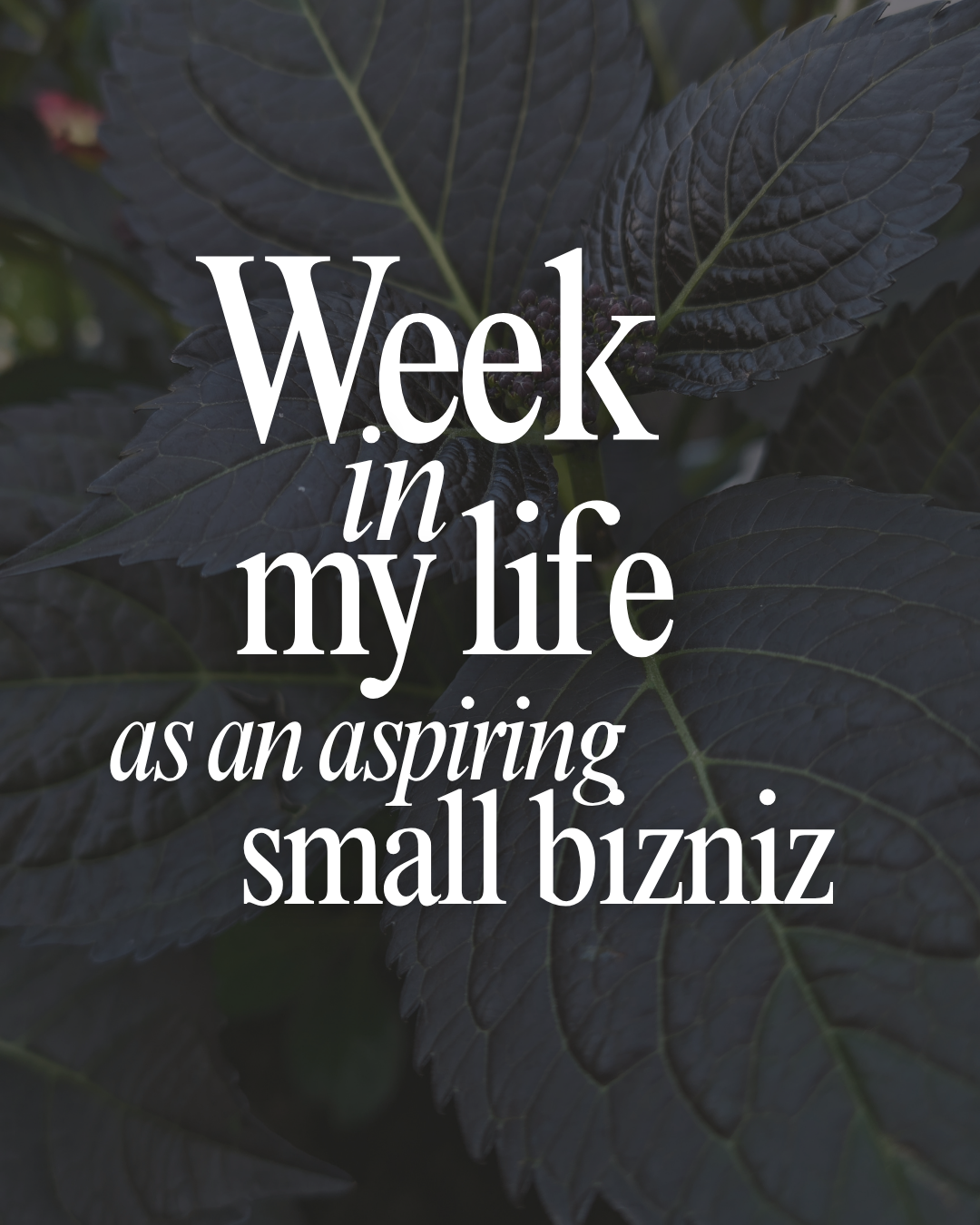 A week in my life as an aspiring small business