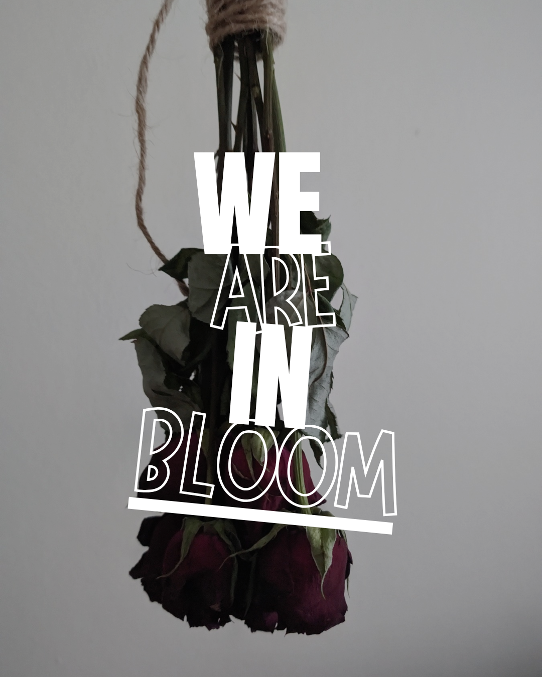 Teaser photo for the first blog post which reads "we are in bloom"